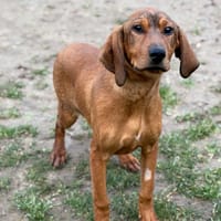 Galia CAA14734, chienne à adopter