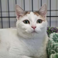 ZELDA, chatte à adopter