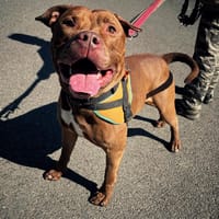 LULU PAA24090, chien à adopter