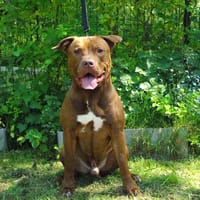 LULU PAA24090, chien à adopter