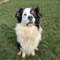 MAX, chien à adopter