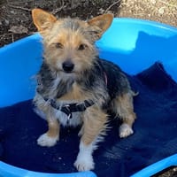 HOURA ( en cours d'adoption), chienne à adopter