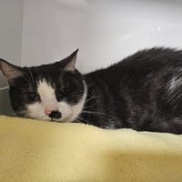 TOURAN, chat à adopter