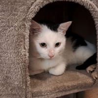 soka, chat à adopter