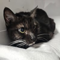 MEGANE, chatte à adopter