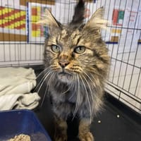 EDWARD, chat à adopter