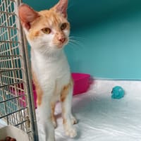 AKIYO, chat à adopter