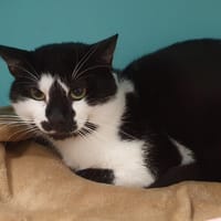 PINGU CHA, chat à adopter