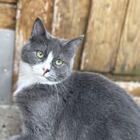Asgard, chat à adopter
