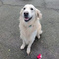 Spike, chien à adopter