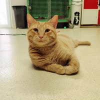 DRACO PAB28422, chat à adopter