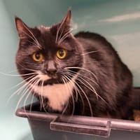 ginny, chatte à adopter