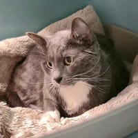 AMY, chatte à adopter