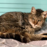 Madeleine CAB5194, chatte à adopter