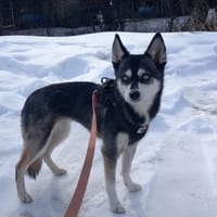 ALASKA CNNE, chienne à adopter