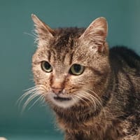 COOKIETTE CHA, chatte à adopter