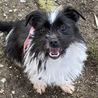 HIP ( en cours d'adoption), chien à adopter