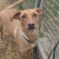 BUCK, chien à adopter