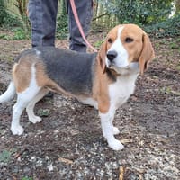 zaho, chienne à adopter