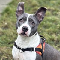 TANIA, chienne à adopter