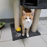 zeus, chat à adopter
