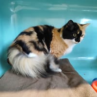 LUNE (promis), chatte à adopter