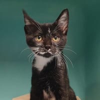 TI'LOUIS CHA, chat à adopter