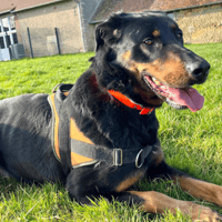 SAVANNAH, chienne à adopter