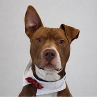 VEGA, chien à adopter