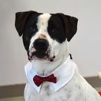 POPEYE, chien à adopter