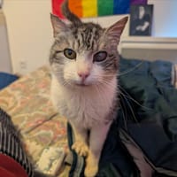 BABEL, chat à adopter