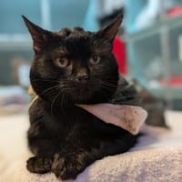 CORBEAU, chat à adopter
