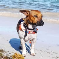 AYA, la douce créole, chienne à adopter