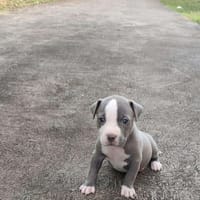 JENNY la tendre frimousse, chienne à adopter