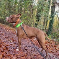 Monsieur TATUM !, chien à adopter