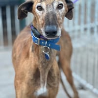 NÉRON, chien à adopter