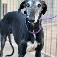 NONO, chien à adopter