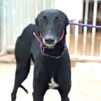 PANTERA, chienne à adopter