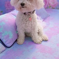 Téquila un amour de louloute, chienne à adopter