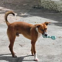 Aloka, un ange sur pattes, chien à adopter