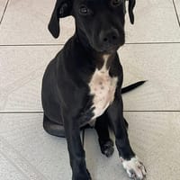 BLACKY, le joyeux luron, chien à adopter