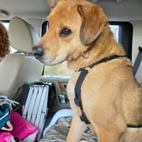 Sand, chien à adopter