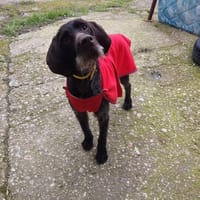 MARCELA 3 ans, merveilleuse femelle Drahthaar, chienne à adopter