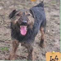 Fredo, chien à adopter