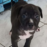 Snoopy petit amour à réserver, chien à adopter