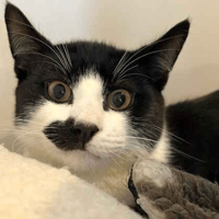 Bubble and Squeak, cat to adopt