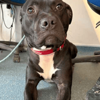 Django, dog to adopt