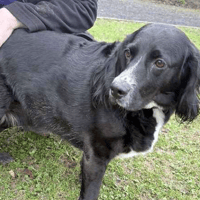 Archie, dog to adopt