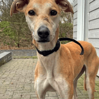 Kandie, female dog to adopt