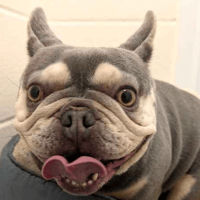 Chicken, dog to adopt